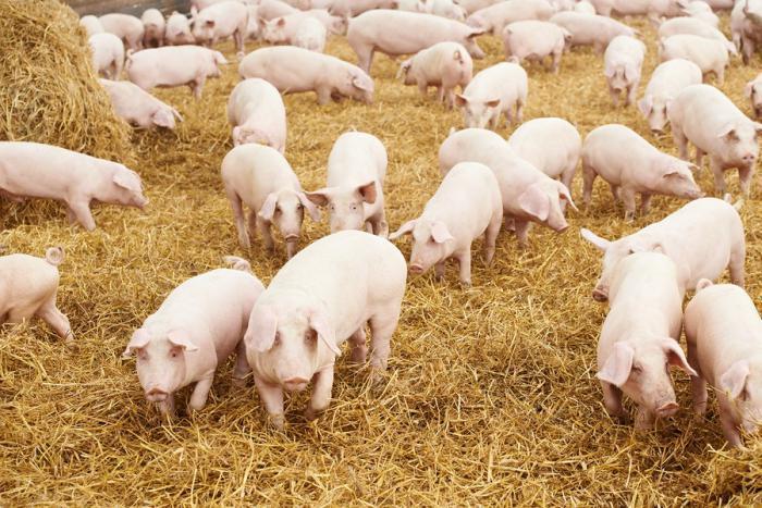 В Україні зменшується кількість випадків захворювання свиней на АЧС, – Лапа 
