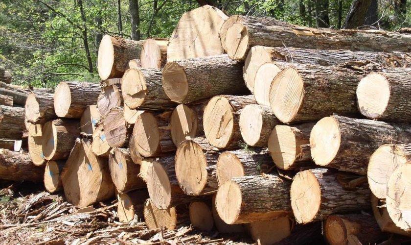 У Зеленського вирішили переглянути мораторій на експорт лісу-кругляку  