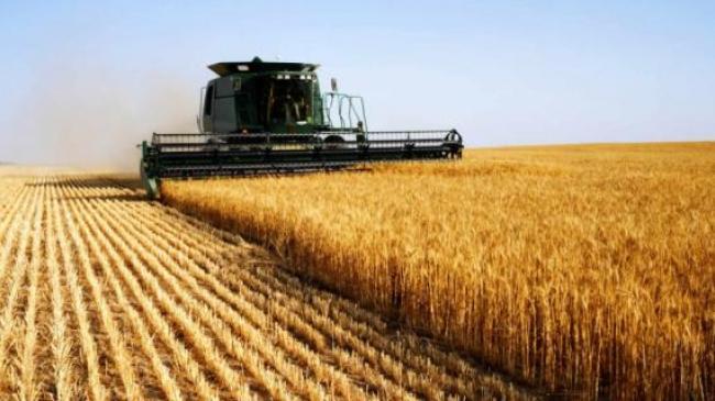На Херсонщині – рекордний урожай пшениці