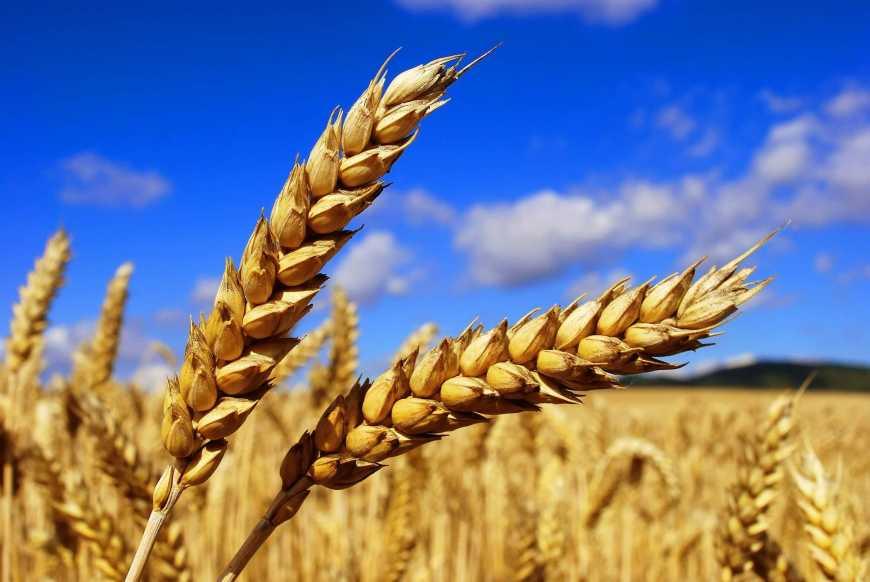Україна експортувала рекордний обсяг зернових – 50,4 млн т