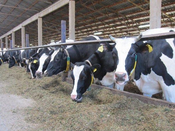 На Рівненщині відкрили молочну ферму
