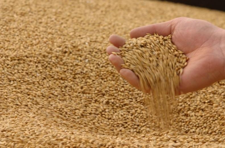 Один із головних експортерів зерна у світі припиняє поставки