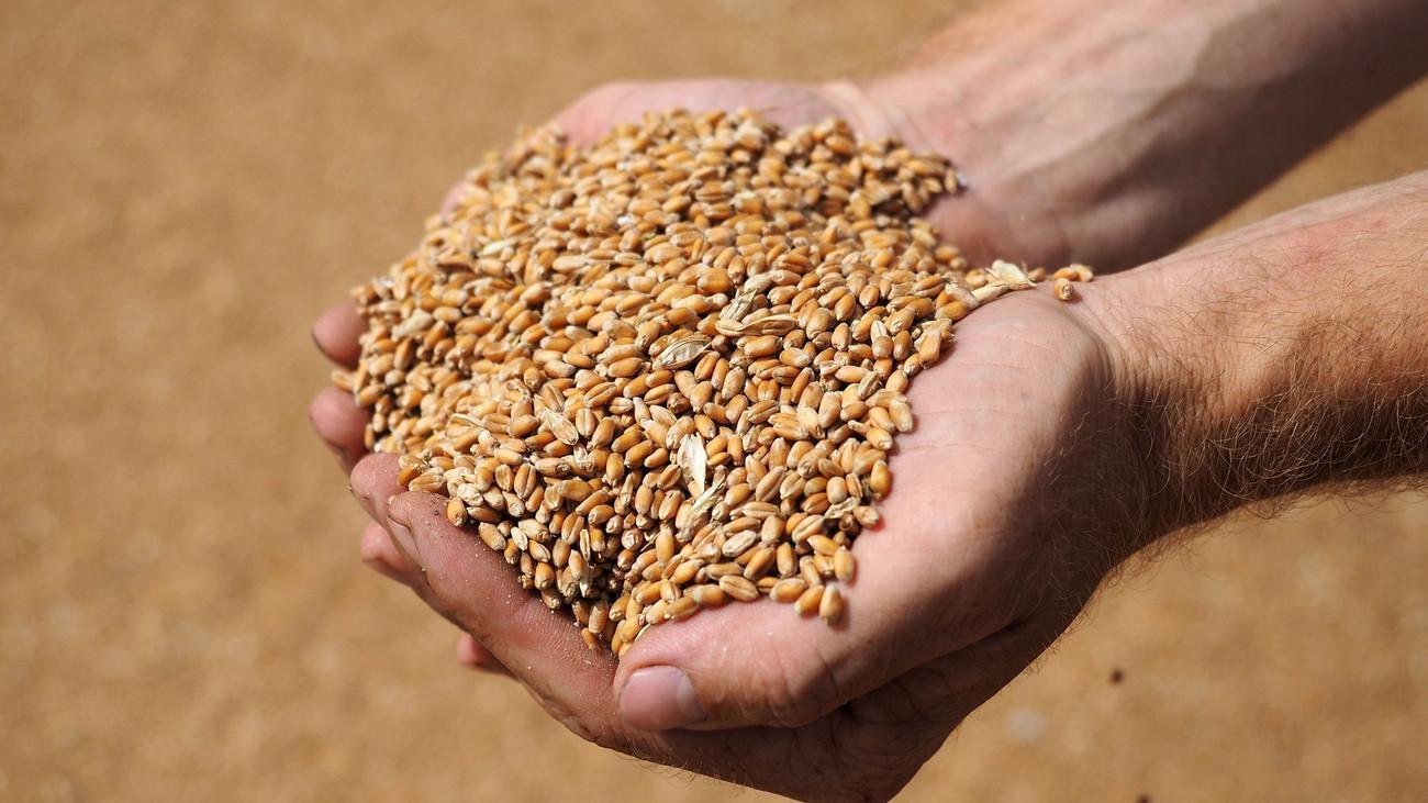 Аграрії зібрали понад 20 млн т зерна нового врожаю