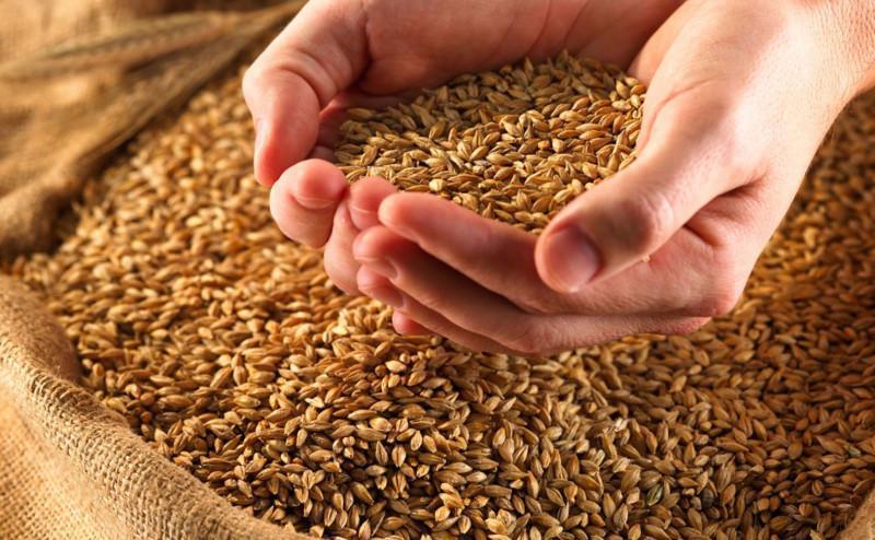 В Україні зібрано зерна з понад 7,2 млн га площі