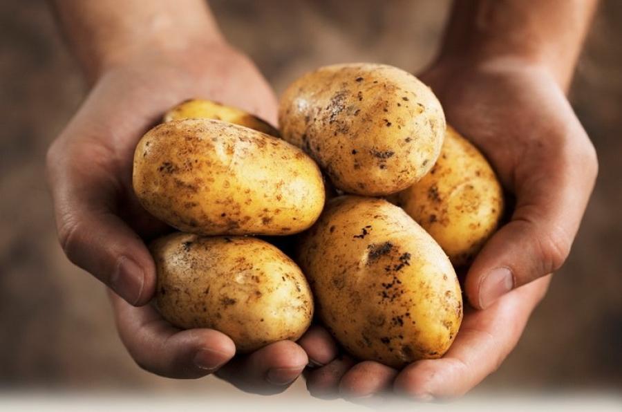В Україні площі під картоплею скоротилися у 3 рази