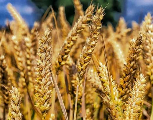 У липні Україна експортувала понад 3,7 млн т зерна