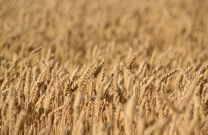 Врожайність пшениці – вище середнього показника у всіх областях