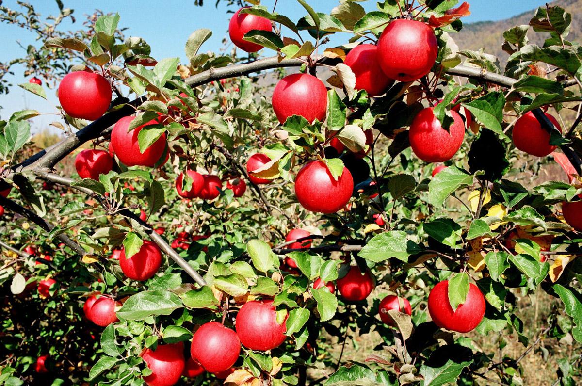 Яким буде урожай яблук – прогноз