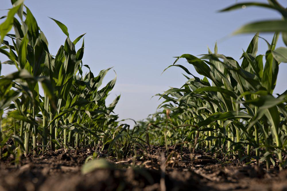 «Чорний понеділок» на Чиказькій біржі — ціна на кукурудзу впала до мінімуму з 2013 року