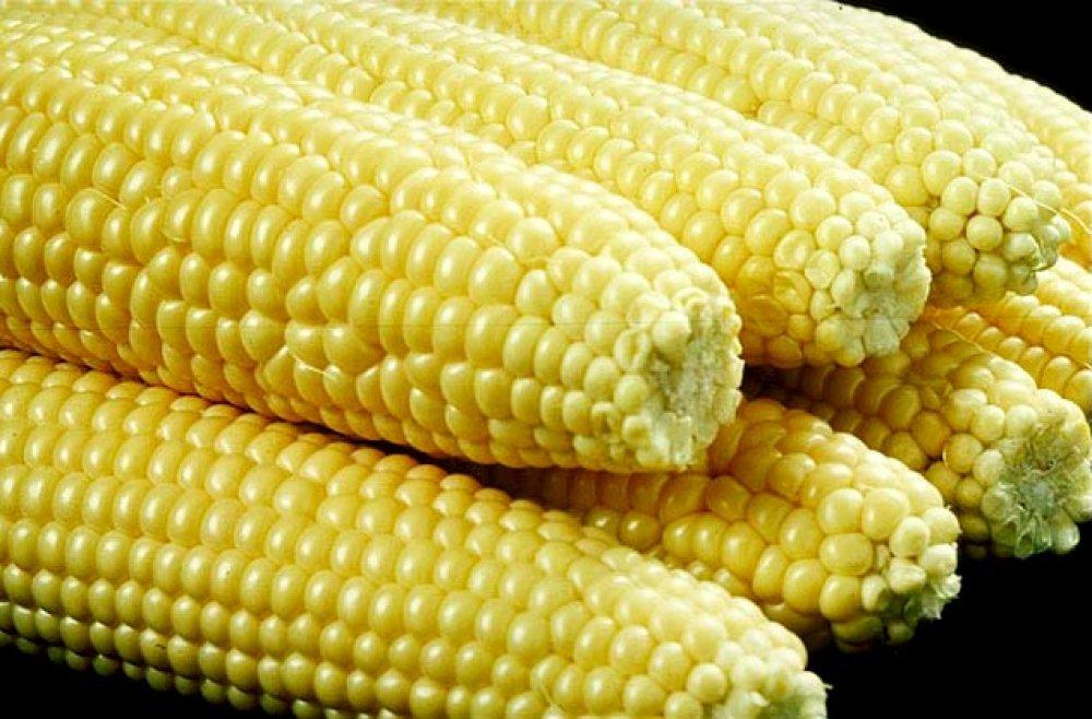 Аграрії зіткнулися із нестачею вітчизняного насіння цукрової кукурудзи