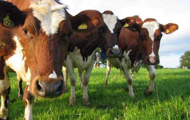 В Україні рекордно впала рентабельність скотарства, – експерт 
