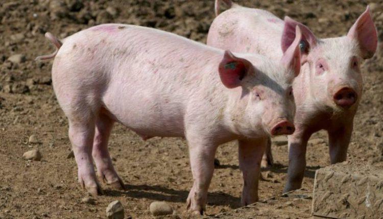 На Полтавщині безпритульні свині тероризують селян