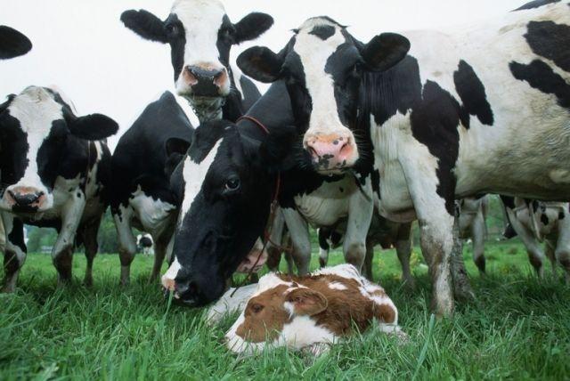 Фермери позбуваються корів через неефективність системи дотацій