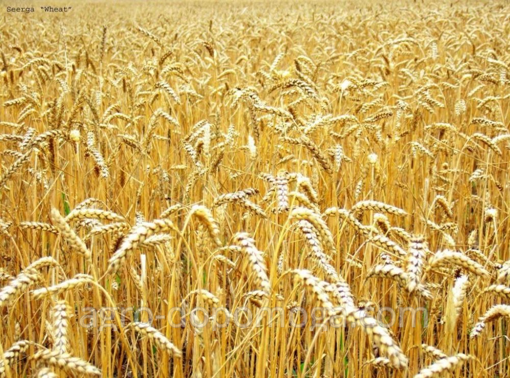 Україна – найбільший постачальний пшениці до ЄС, – аналітики 