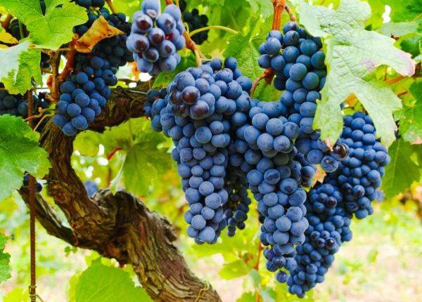 На півдні країни – рекордний неврожай винограду 
