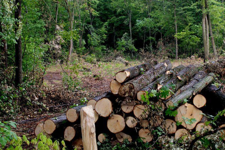 Держлісагентство запустило пілотний проект e-реєстру заготівлі деревини та онлайн-карту рубок