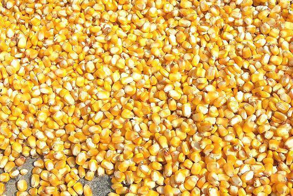  Україна удвічі збільшила експорт кукурудзи до Євросоюзу