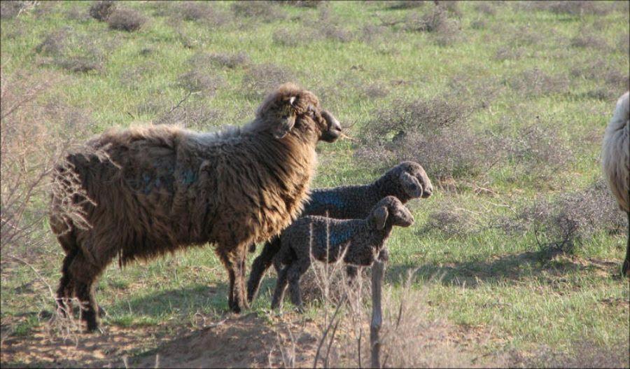 Порода овець на Півдні України може отримати географічне зазначення 