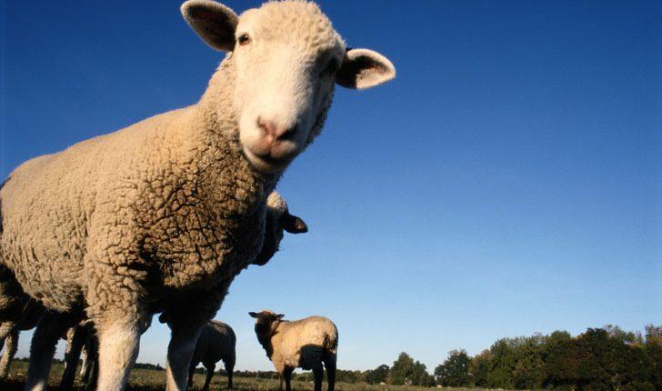 Промислове поголів'я кіз та овець на заході України скоротилося майже вдвічі