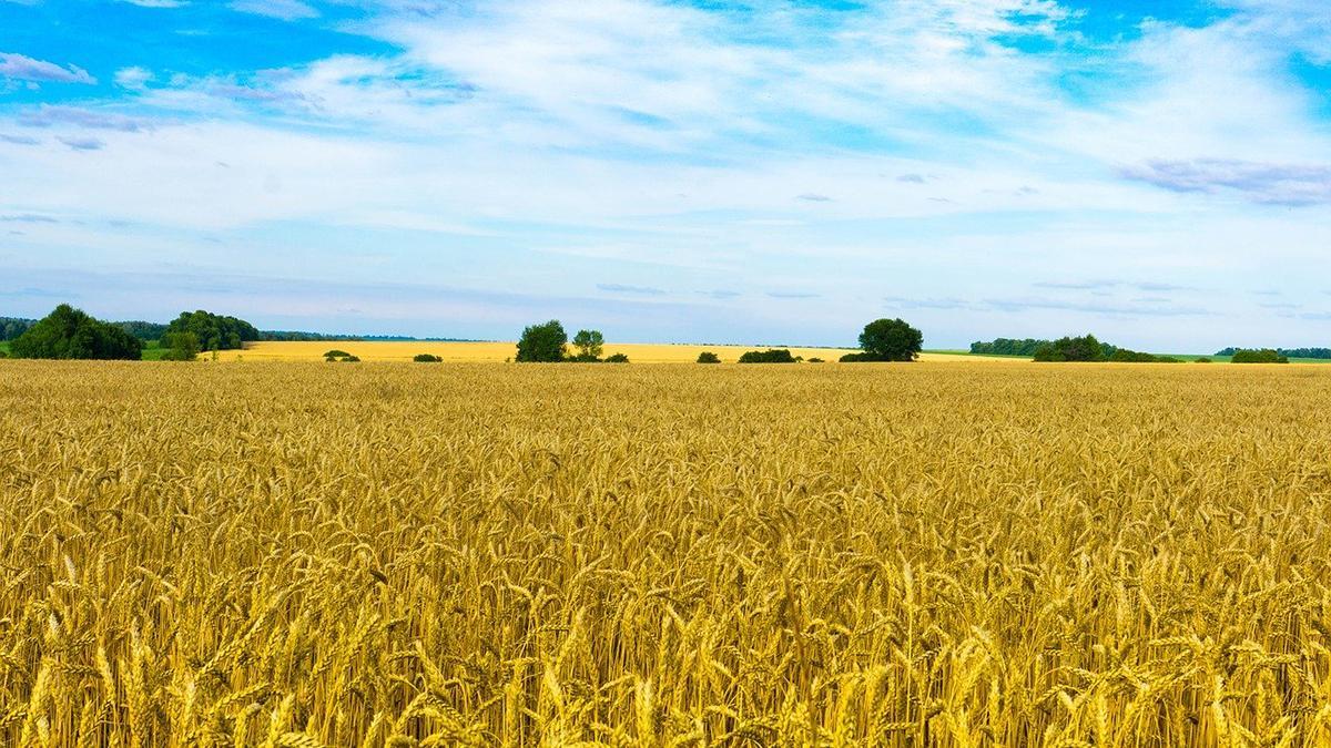 Німецькі фермери вважають дискримінацією заборону відкриття ринку землі іноземцям — лист
