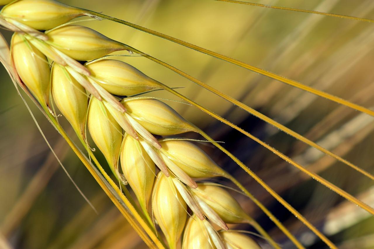 Ціна на українську пшеницю  продовжує зростати 