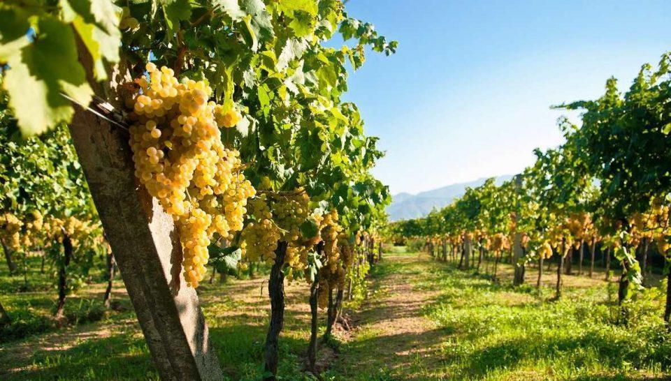 Названо регіон-лідер із виробництва вин і виноматеріалів у 2019 році