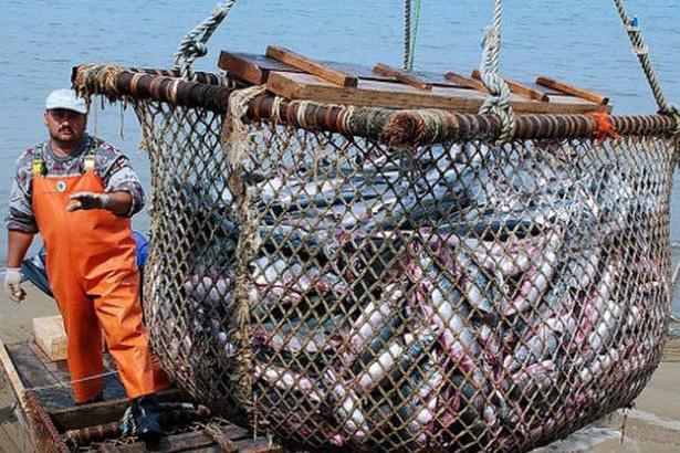 Україна збільшила вилов риби в Антарктиці майже на 50%