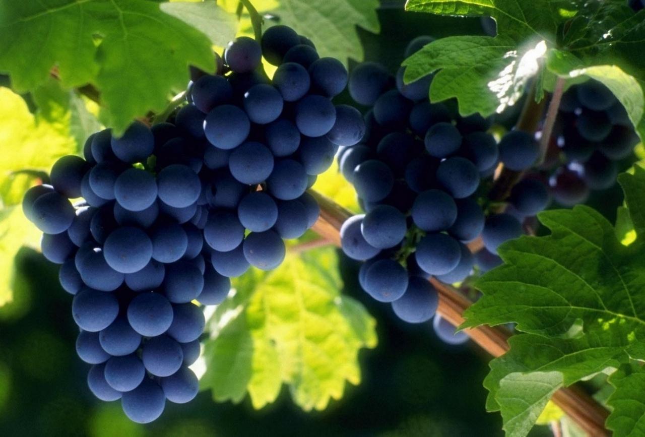 В Україні за 7 років вдвічі скоротились площі під виноградом