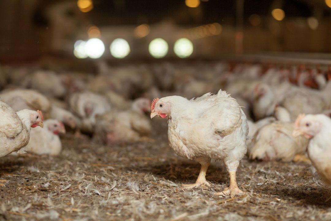 Ірак відновив закупівлю української курятини