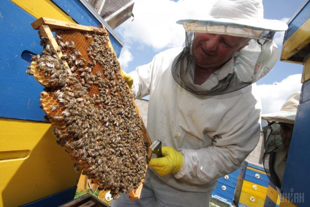 Висоцький розповів, як дотуватимуть  бджолярів
