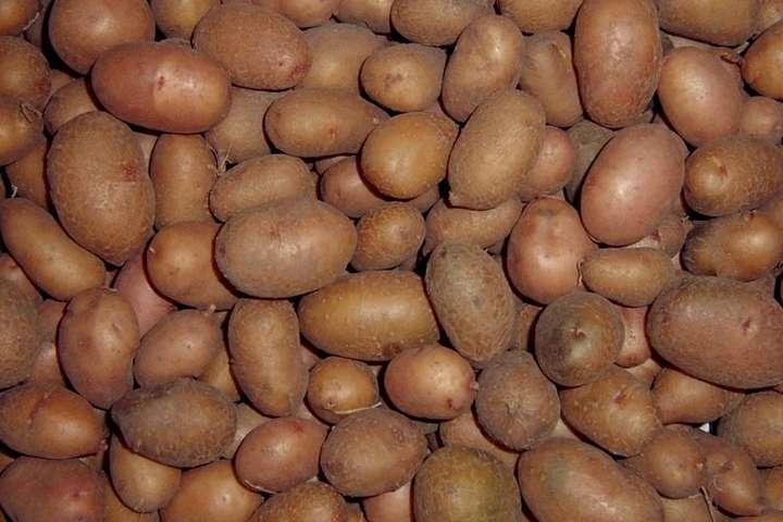 Чому ціна на картоплю зросла майже на 50%, — експерт 