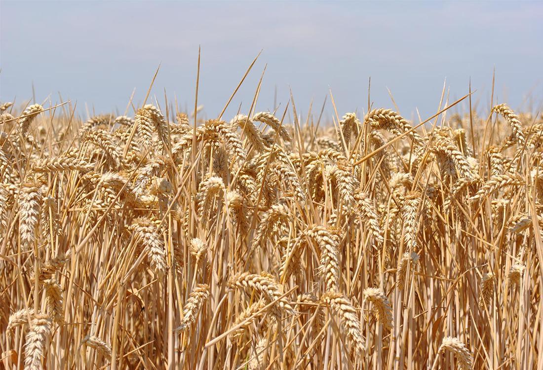 Уряд обмежить експорт пшениці до 20,2 млн т