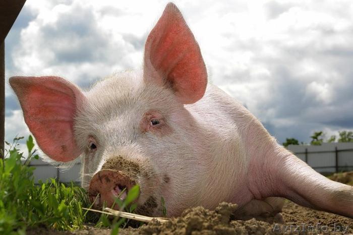 На Херсонщині – спалах африканської чуми свиней