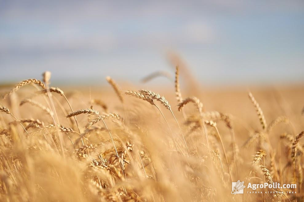 Україна скорочує експорт пшениці