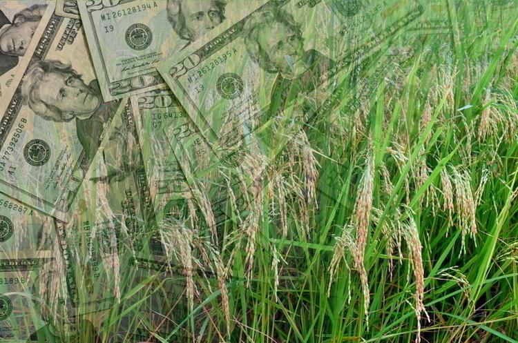 Держпідтримка АПК: прем'єр-міністр Шмигаль хоче залишити аграріїв без компенсації відсоткової ставки за кредитами