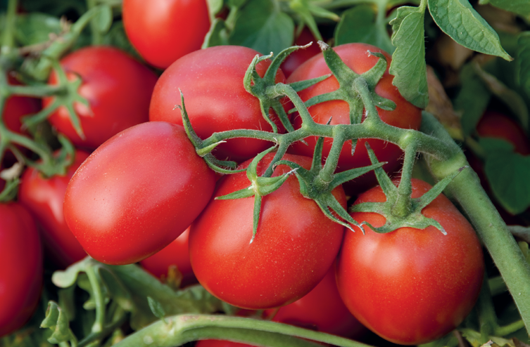 В Україні вперше видано аграрну розписку під майбутній урожай томатів