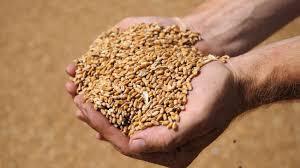  Експорт українського зерна зріс на 56%