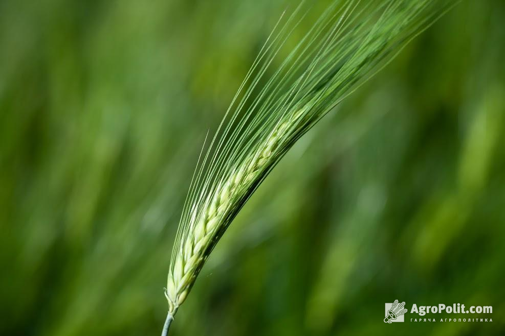 Експерти цього року прогнозують низький врожай зернових в Україні