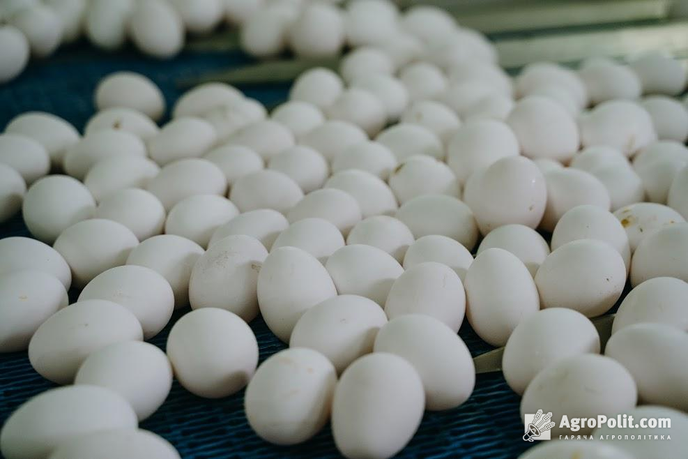 В Україні рекордно подешевшали яйця