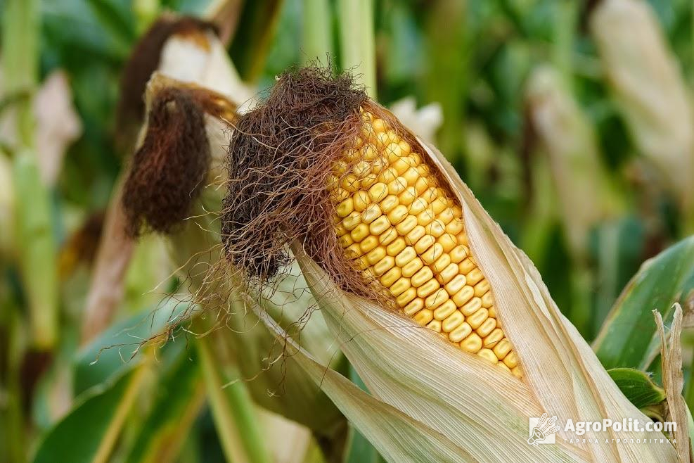 Україна планує обмежити експорт кукурудзи
