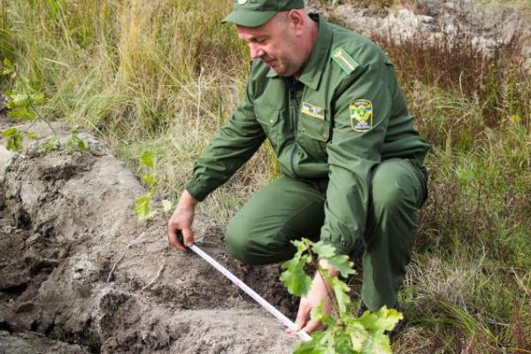 У гірських регіонах України висаджено понад 3,5 млн дерев, – Держлісагентство
