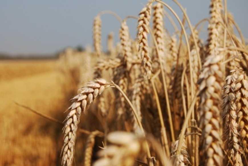 Україна збільшила експорт пшениці в Саудівську Аравію