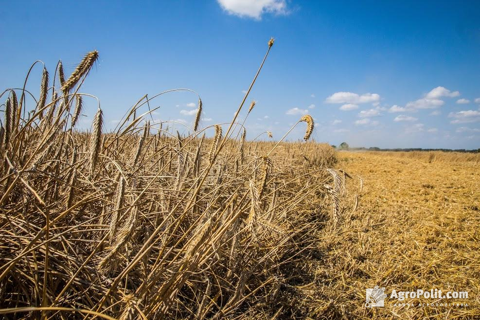 Україна через заморозки може втратити 15-25% урожаю