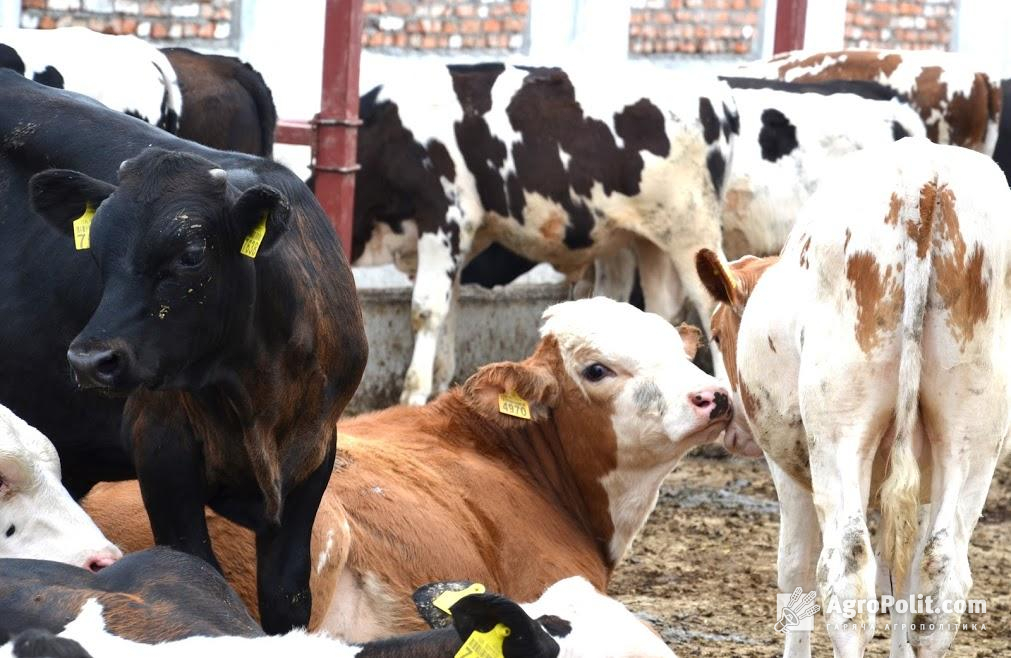 Прибутковість виробництва молока в Україні впала до шестирічного мінімуму