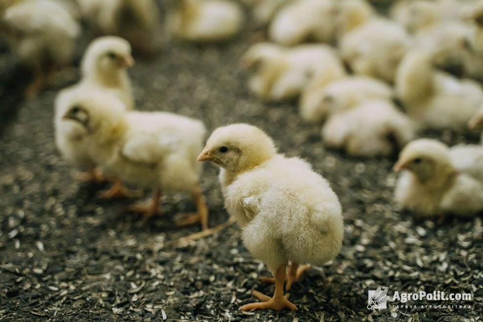 Імпорт курятини з початку року зріс у 1,5 рази