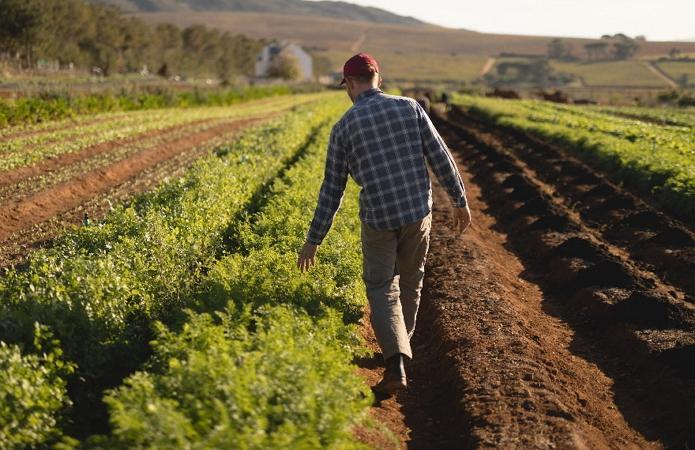 Українські фермери готові платити сезонним працівникам більше, ніж іноземні