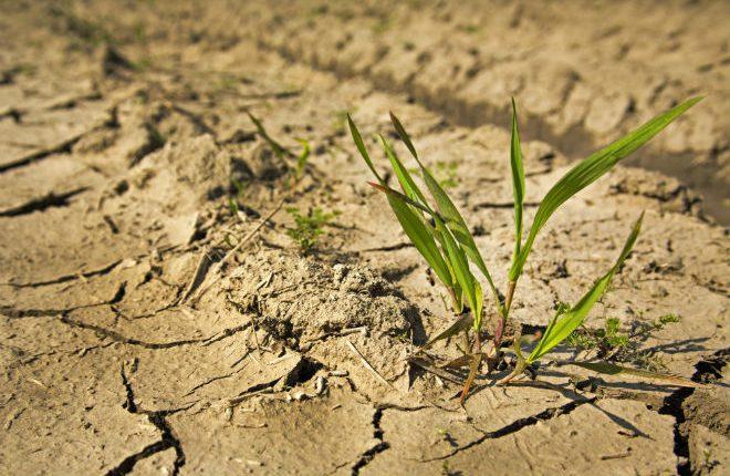 На Черкащині розпочаласяь ґрунтова засуха