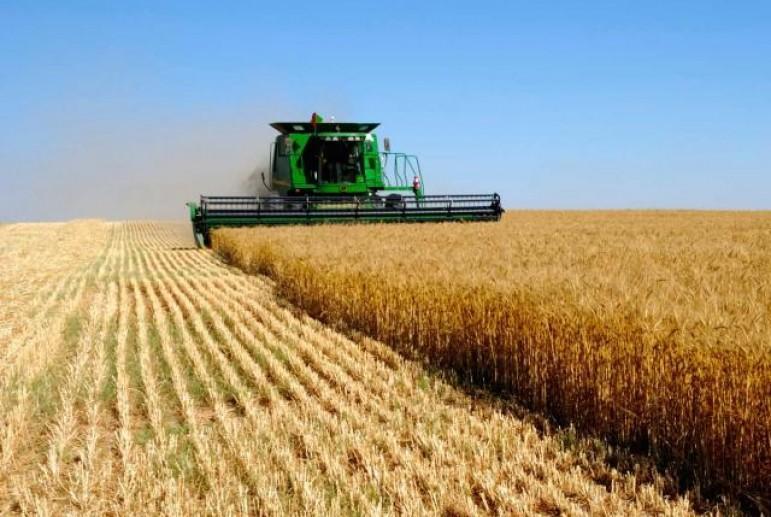 З’явився прогноз виробництва пшениці у 2020 році в Україні