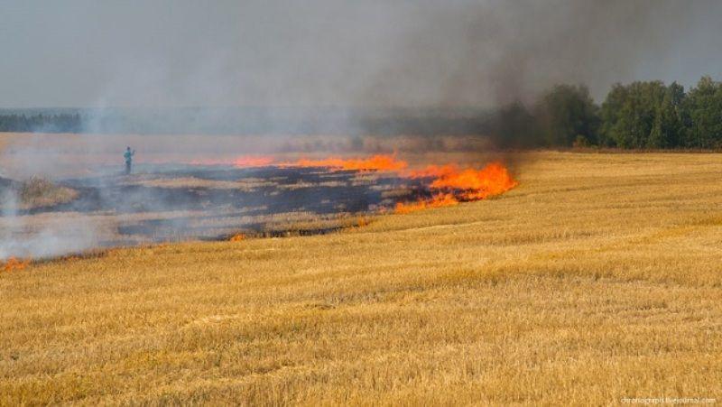 Лісові й сільськогосподарські пожежі можна відстежувати онлайн, — Держлісагентство