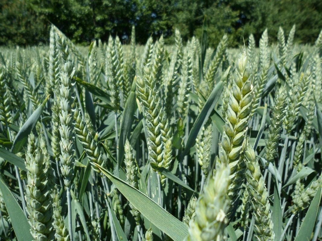 Петрашко озвучив найбільш реалістичний прогноз врожаю зернових у 2020 році